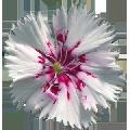 Garofano Cinese (Dianthus sinensis)