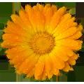 Calendula officinalis